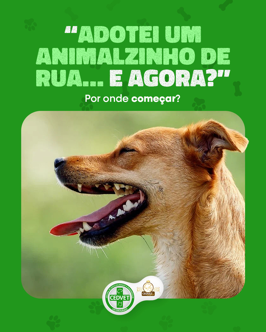 Adotei um animalzinho de rua – Por onde começar?